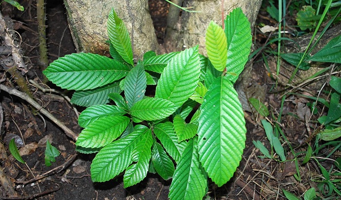 Tetracera scandens